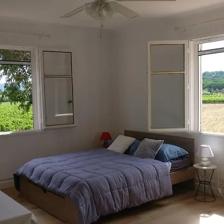 Les Vignes Et La Pinede Pres De La Saint-Tropez