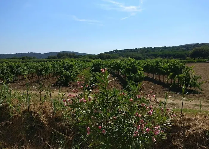 Appartement Les Vignes Et La Pinede Pres De La